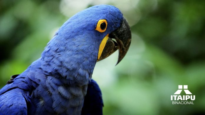 Esta asociación es el organismo regional que incluye a influyentes instituciones zoológicas de Latinoamérica, y promueve y certifica importantes programas de conservación de nuestra biodiversidad latinoamericana. Esta asociación es el organismo regional que incluye a influyentes instituciones zoológicas de Latinoamérica, y promueve y certifica importantes programas de conservación de nuestra biodiversidad latinoamericana.